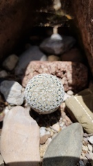 Mammillaria pectinifera