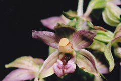 Epipactis helleborine tremolsii