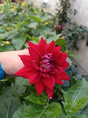 Dahlia pinnata