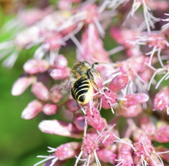 Megachile