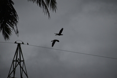 Dendrocygna javanica