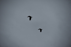 Dendrocygna javanica