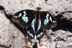 Papilio phorbanta