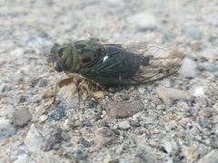 Neotibicen pruinosus