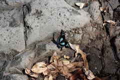 Papilio phorbanta