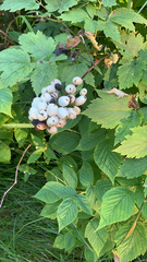 Actaea rubra neglecta
