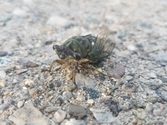 Neotibicen pruinosus