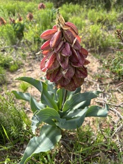 Veltheimia capensis