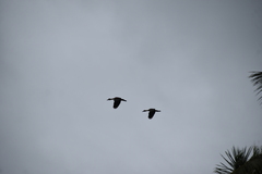 Dendrocygna javanica