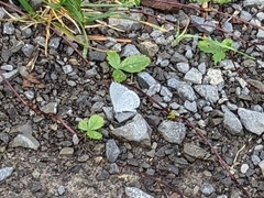 Celastrina