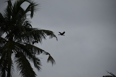 Dendrocygna javanica