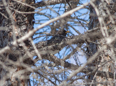 Turdus atrogularis