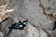 Papilio phorbanta