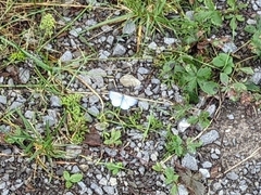 Celastrina