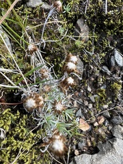 Antennaria alpina