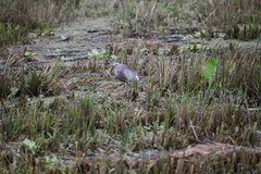 Ardeola grayii