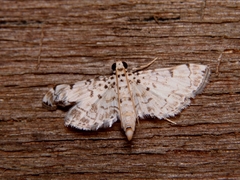 Metoeca foedalis
