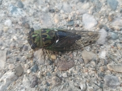 Neotibicen pruinosus