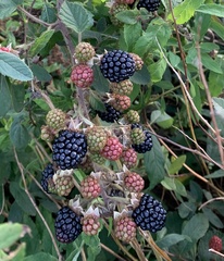 Rubus fruticosus