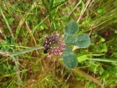 Trifolium hirtum