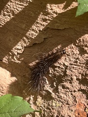 Diacrisia sannio