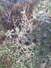 Echinophora spinosa