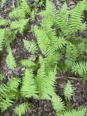 Athyrium angustum