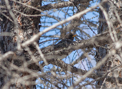 Turdus atrogularis