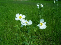 Argemone albiflora texana