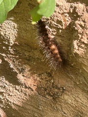 Diacrisia sannio
