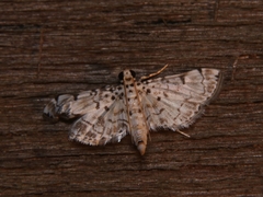 Metoeca foedalis