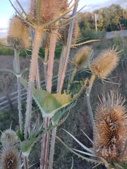 Dipsacus laciniatus