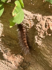 Diacrisia sannio