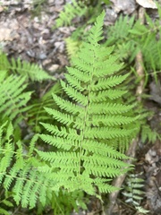 Athyrium angustum