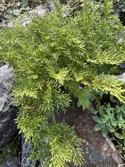 Cryptogramma crispa
