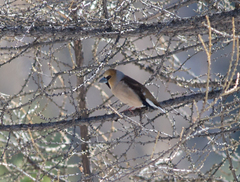 Coccothraustes coccothraustes