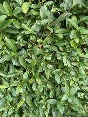Ligustrum ovalifolium