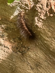 Diacrisia sannio