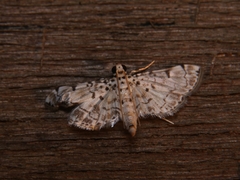 Metoeca foedalis