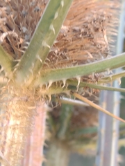 Dipsacus laciniatus