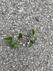 Ampelopsis