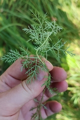 Artemisia pontica