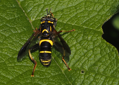 Spilomyia sayi