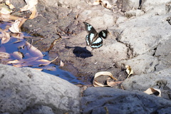 Papilio phorbanta