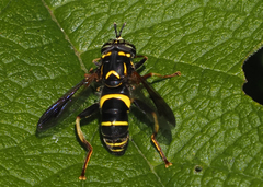 Spilomyia sayi