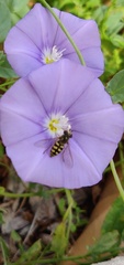 Eupeodes corollae