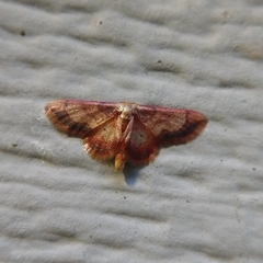 Idaea demissaria