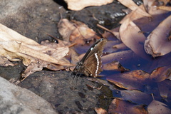 Papilio phorbanta
