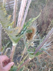 Dipsacus laciniatus