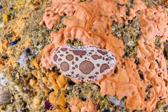 Peltodoris atromaculata